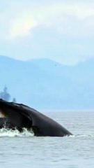 Gentle Giant Humpback Feeding Near Beach