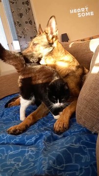 Cat & Dog BFFs! Cuddles & Comfort Prove Opposites Attract
