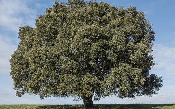 Aderisci alla campagna Pianta un albero, coltiva la ricerca