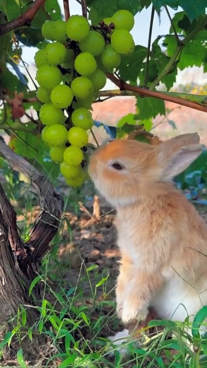 Bunny  the Funny 