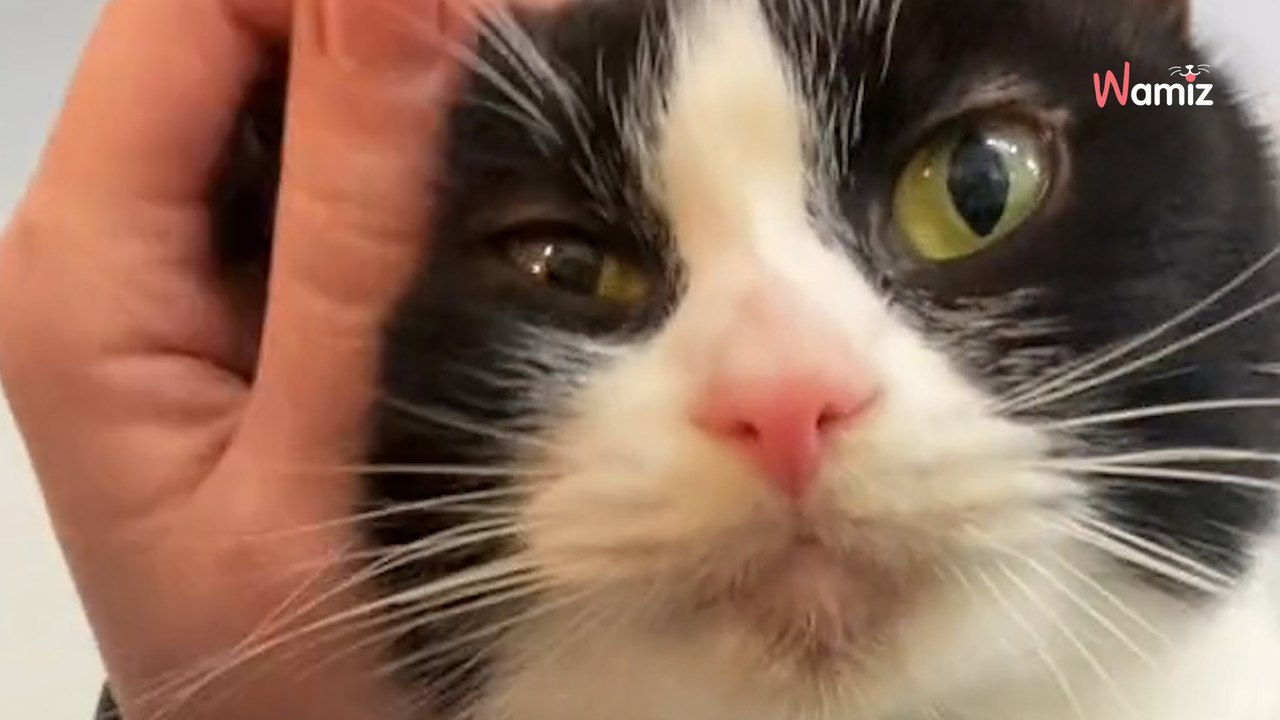 Ce chat n'a reçu aucune demande d'adoption en 232 jours : un détail va tout changer (vidéo)