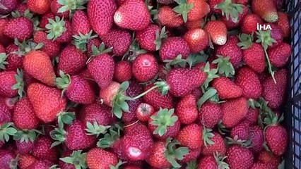 Muş'ta hasadı başladı, eken servete kondu: 1,5 milyon TL kazanç!