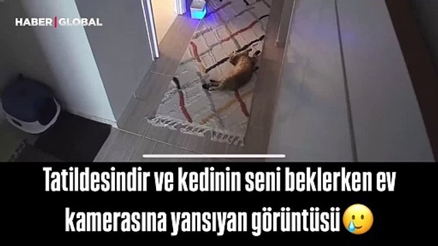 Sahibi tatilde olan kedinin onu beklerken yaptıkları izlenme rekoru kırdı: Saatlerce bekledi