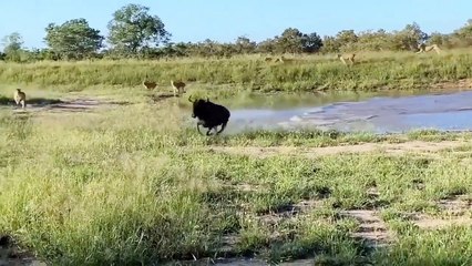 8 MOST AWESOME ANIMAL ESCAPES IN THE WORLD!|أروع 8 حيوانات تهرب في العالم!|दुनिया में 8 सबसे भयानक जानवरों की भागने की घटनाएँ!!