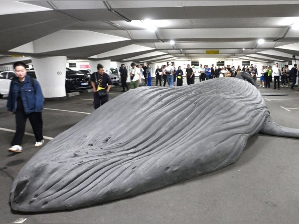 Riesen-sensation in chemnitz: buckelwal liegt in tiefgarage