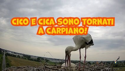 Carpiano: le cicogne Cico e Cica festeggiano la nascita di due piccoli