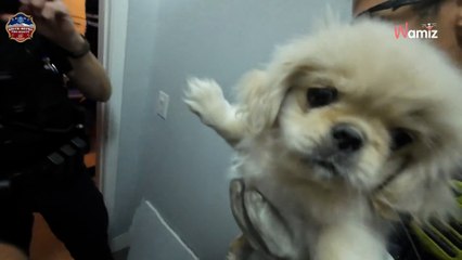 Un chiot chute dans un conduit d'aération : 3H plus tard, les sauveteurs annoncent un miracle (vidéo)