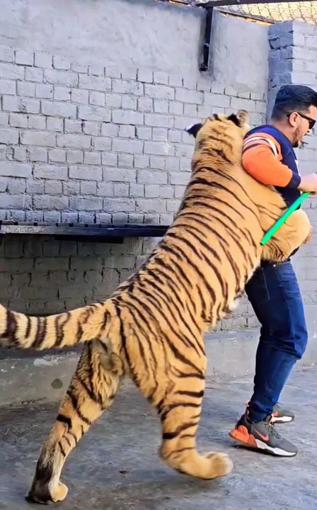 Don't show Back To Tiger