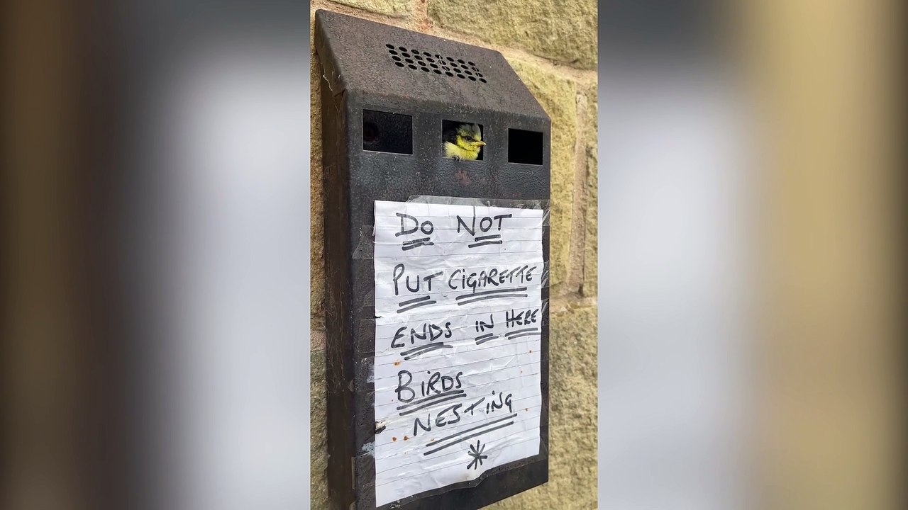 Adorable family of blue tits turn town hall bin into their home