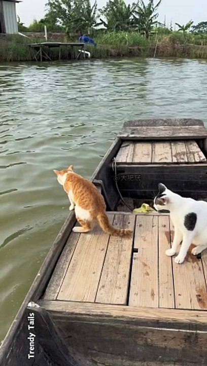 Extreme Swimming Cat