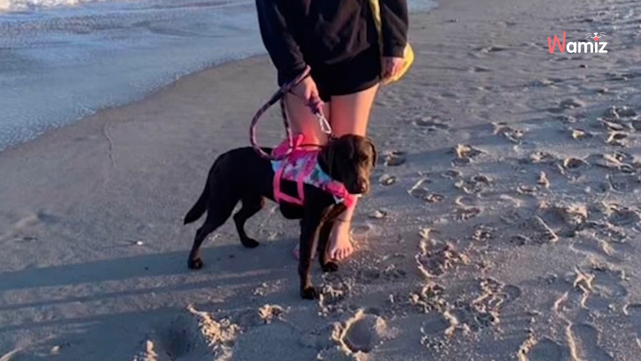 Ils achètent un chiot, et tout le monde leur dit qu'il va être immense : quelques mois après, c'est la révélation (vidéo)