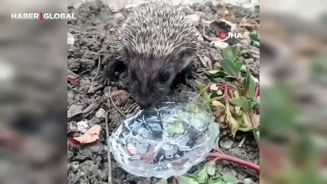 Sıcaktan etkilenen kirpi yavrusunun imdadına küçük kız yetişti