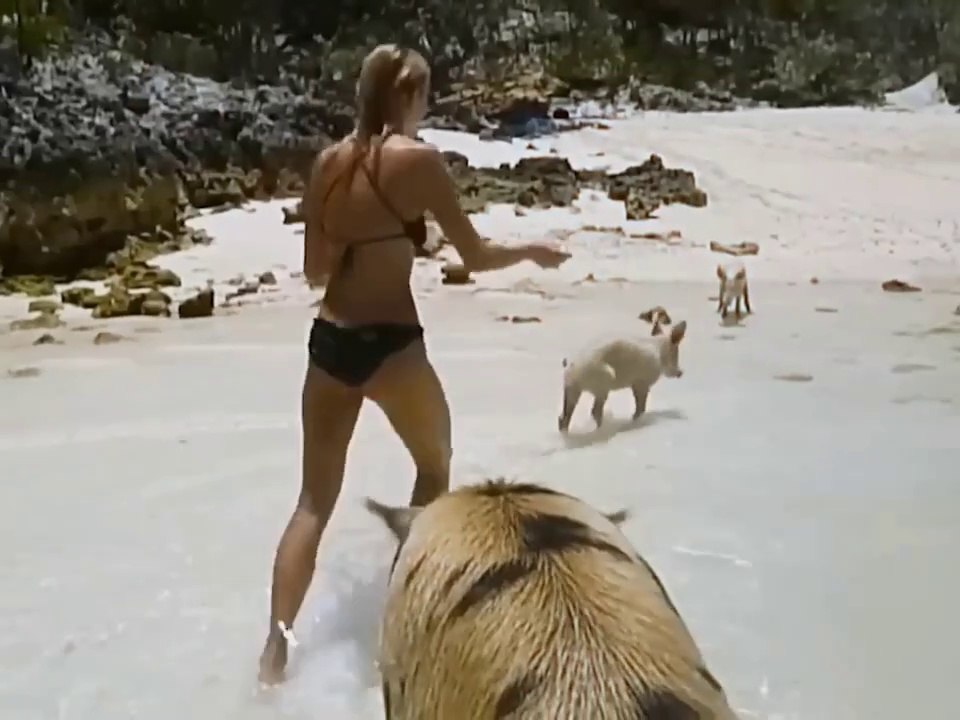 Funny animals videos