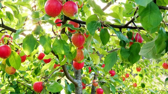 Kindness will always be rewarded | Poetic version of famous Moral Story The Needle Tree