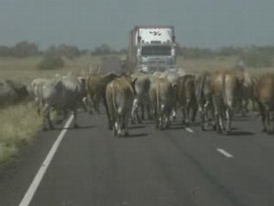 troupeau au milieu du Queensland