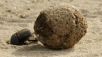 Devlet korumasındaki bok böceği! Ağırlığının 10 katı itme gücüne sahip