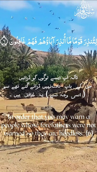 surah yaseen #Recitation  #peace #quran #shorts #viral