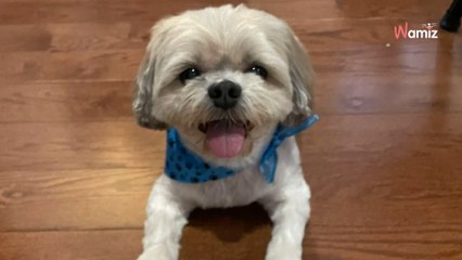 Une famille achète un chien sur Internet pour 100 dollars : 1h après, tout s’écroule (Vidéo)