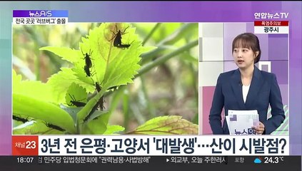 [뉴스A/S] 익충이라지만 불편한 러브버그…어떻게 대처할까