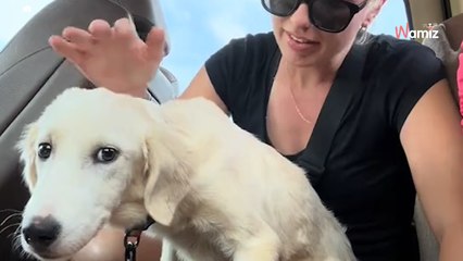 Elle sauve un chiot maltraité : 4,4M de personnes remarquent un détail prometteur (vidéo)