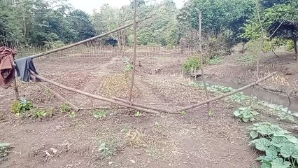Masyarakat Kambata Wundut Menyiapkan Lahan untuk Tanaman Sayur