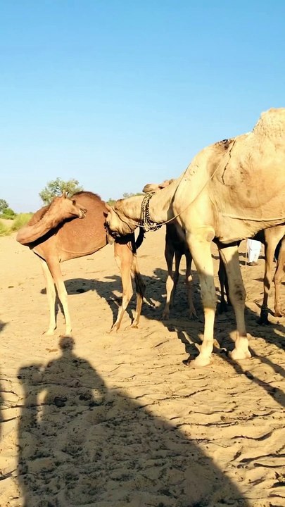 Amazing Camel