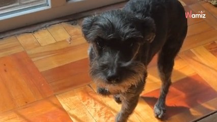 Son chien imite sa blessure : des milliers d’internautes sont hilares