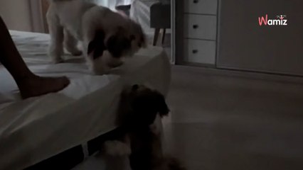 Une famille décide de déménager : leur chien va faire une rencontre qui va égayer ses journées