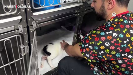 Tedavi ettiği kediyi sokakta tekrar yaralı görünce sahiplendi
