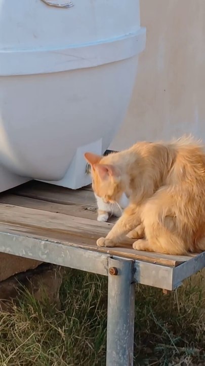 Cute little kitty