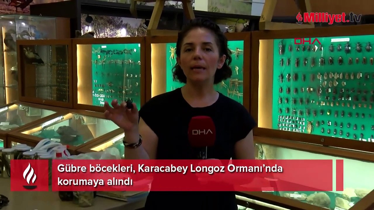 Devlet korumasındaki böcek! Ağırlığının 10 katı itme gücüne sahip