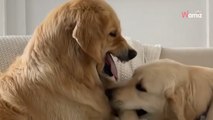 Golden Retriever loves winding up his sister: Her reaction has everyone smiling