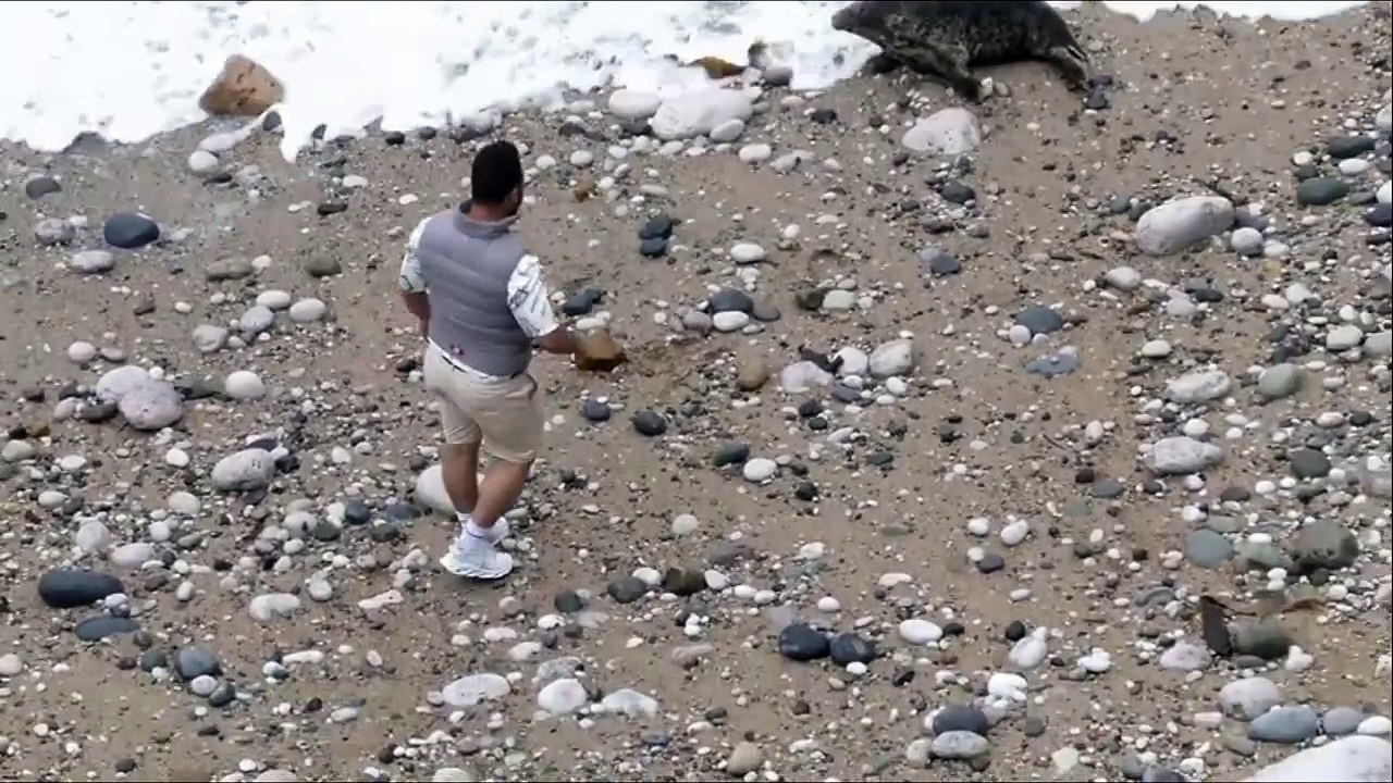 Distressing: Man throws stones at stranded seal
