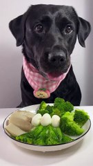 Dog eiting #dog #viral #shorts