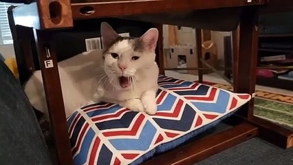 What Is The Favorite Place Cat Likes To Sleep? The Answer Is Everywhere!
