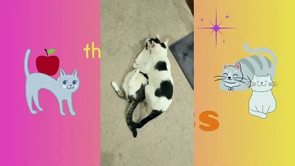 Cats Cuddle Together, It Is NOT What It Looks Like