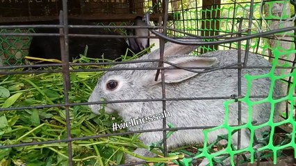 Meet the World’s Most Adorable Rabbits