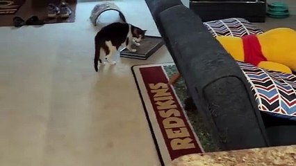 Cats Fierce World War, Who Survives in the End?