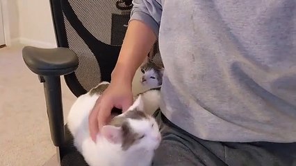 Cats Share the Chair With Human