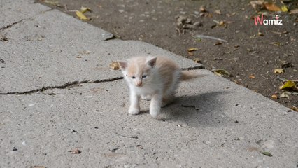 Elle sort de sa voiture et entend des cris étouffés : sous le capot un petit être se bat pour survivre