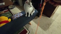 Human Plays with Cat, Deserves To Be Scratched