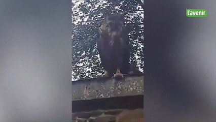 Un Grand-Duc tueur de chats à Saint-Georges ?
