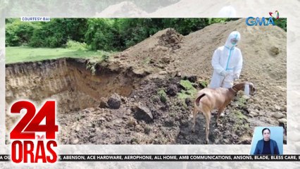 19 na kambing sa Marinduque, positibo sa sakit na maaaring makahawa ng tao; 60 kambing, kinondemn | 24 Oras