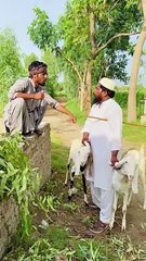 Burkhey main chupay bakri chor wait for end