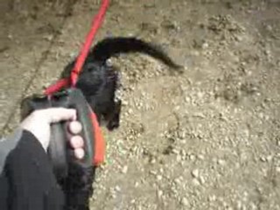 bramble et georgie au lac 2