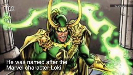 This Dinosaur’s Horns Are So Wild They Named It After a Marvel Character