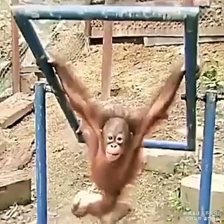 Funny video