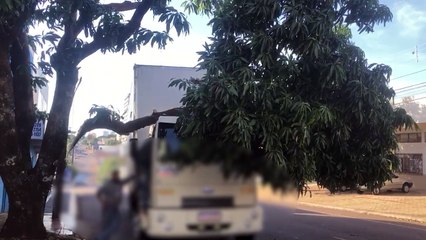 Caminhão quebra galho de árvore na Rua Manaus