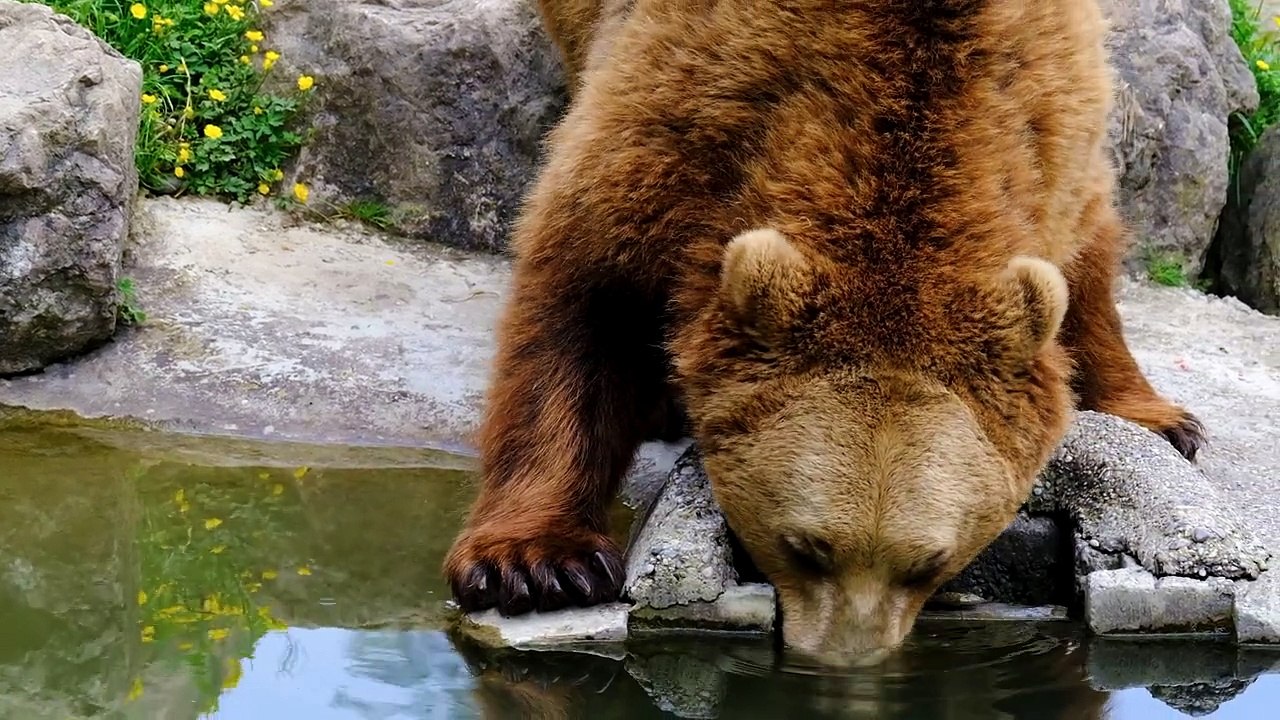 Beautiful Bear brown bear dangerous