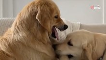 Video. Golden Retriever decide di infastidire la sorella: la sua reazione fa il giro del mondo